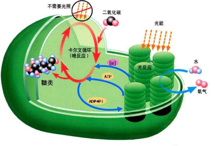 光合作用測(cè)定儀 光合作用測(cè)定儀