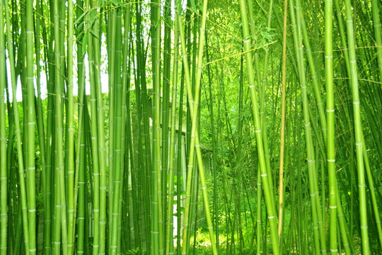 植物株高要如何測量? 植物株高要如何測量?